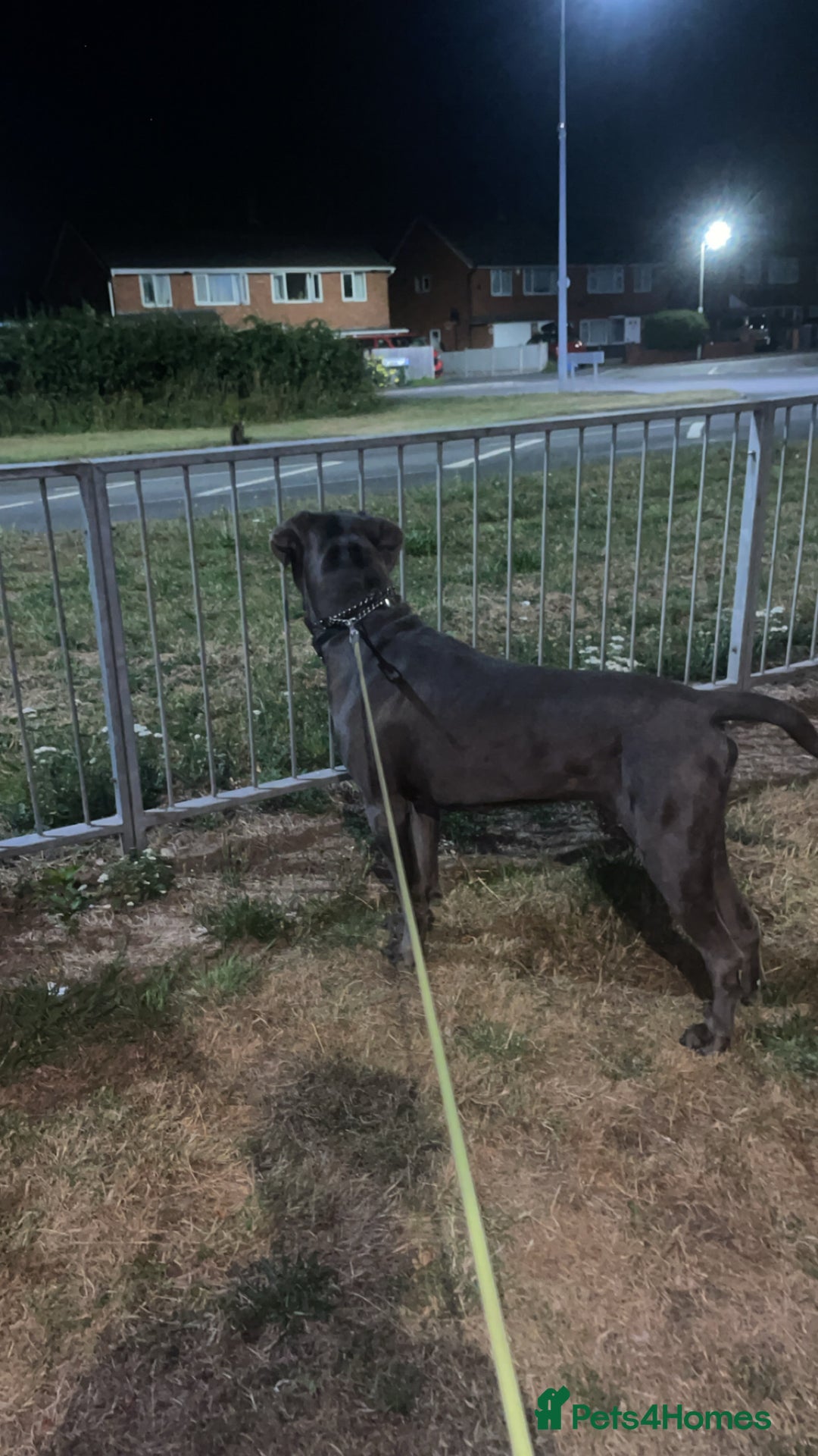 Cane Corso dogs for stud: Cane Corso male stud  - Image 4