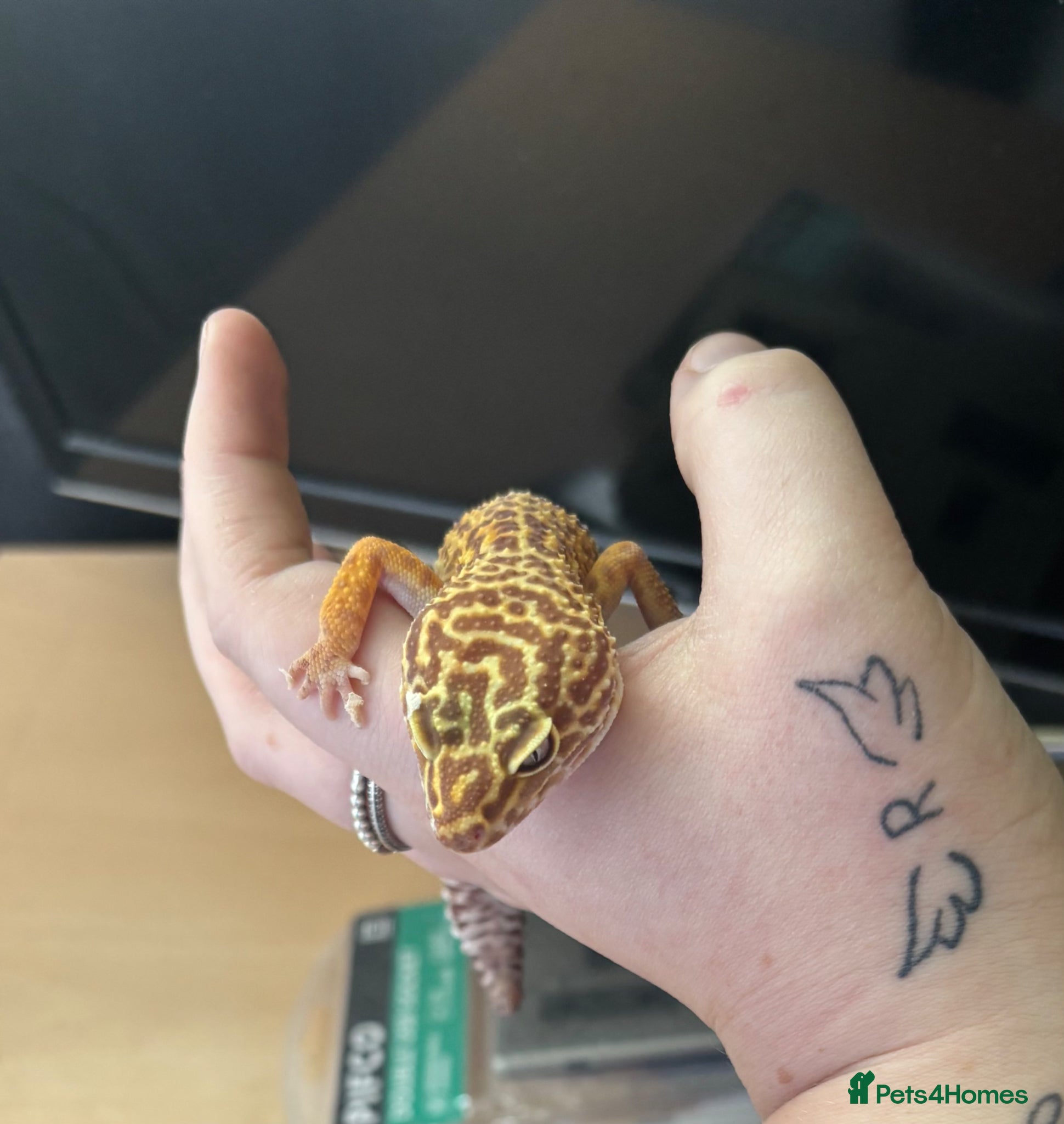 Gecko reptiles Albino gecko for sale  - Advert 1