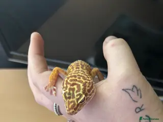 Gecko reptiles Albino gecko for sale - Advert 15