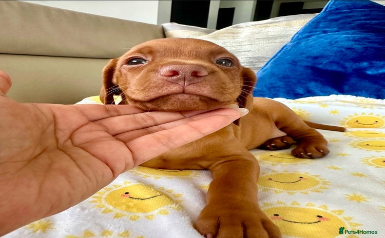 Hungarian Vizsla dogs - Advert 1