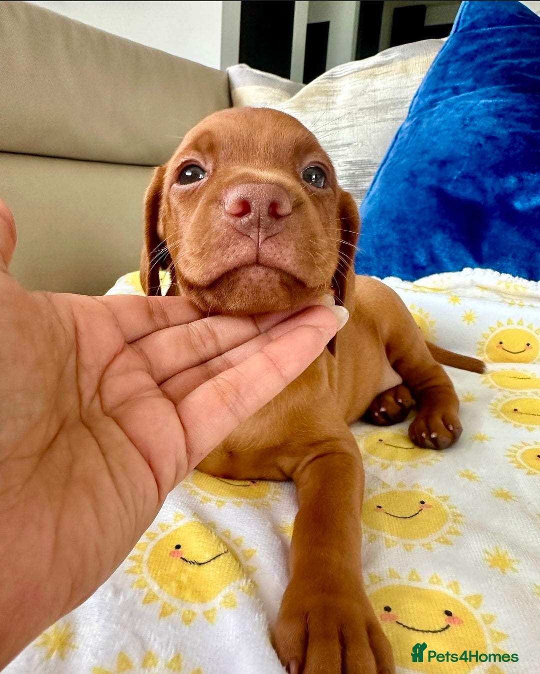 Hungarian Vizsla dogs for sale: Handsome Hungagrain Vizlas Boys!! - Image 1
