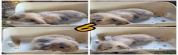 Lionhead rabbits for sale: Lop lionhead bunnies!  - Advert 6