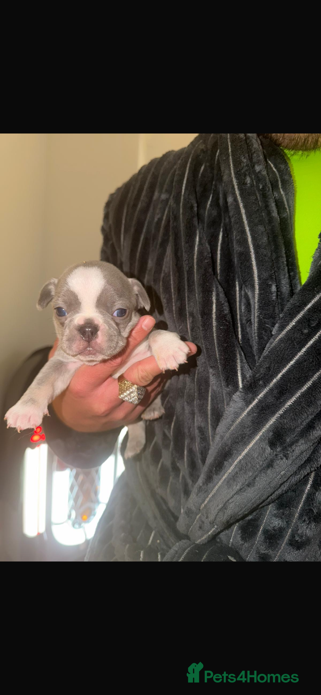 French Bulldog dogs for sale: 5 beautiful French bulldog puppies for sale 😍 - Advert 6