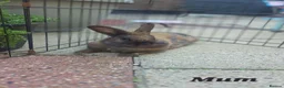 Mixed Breed rabbits for sale: 2 Boy Rabbits in Bungay - Advert 6