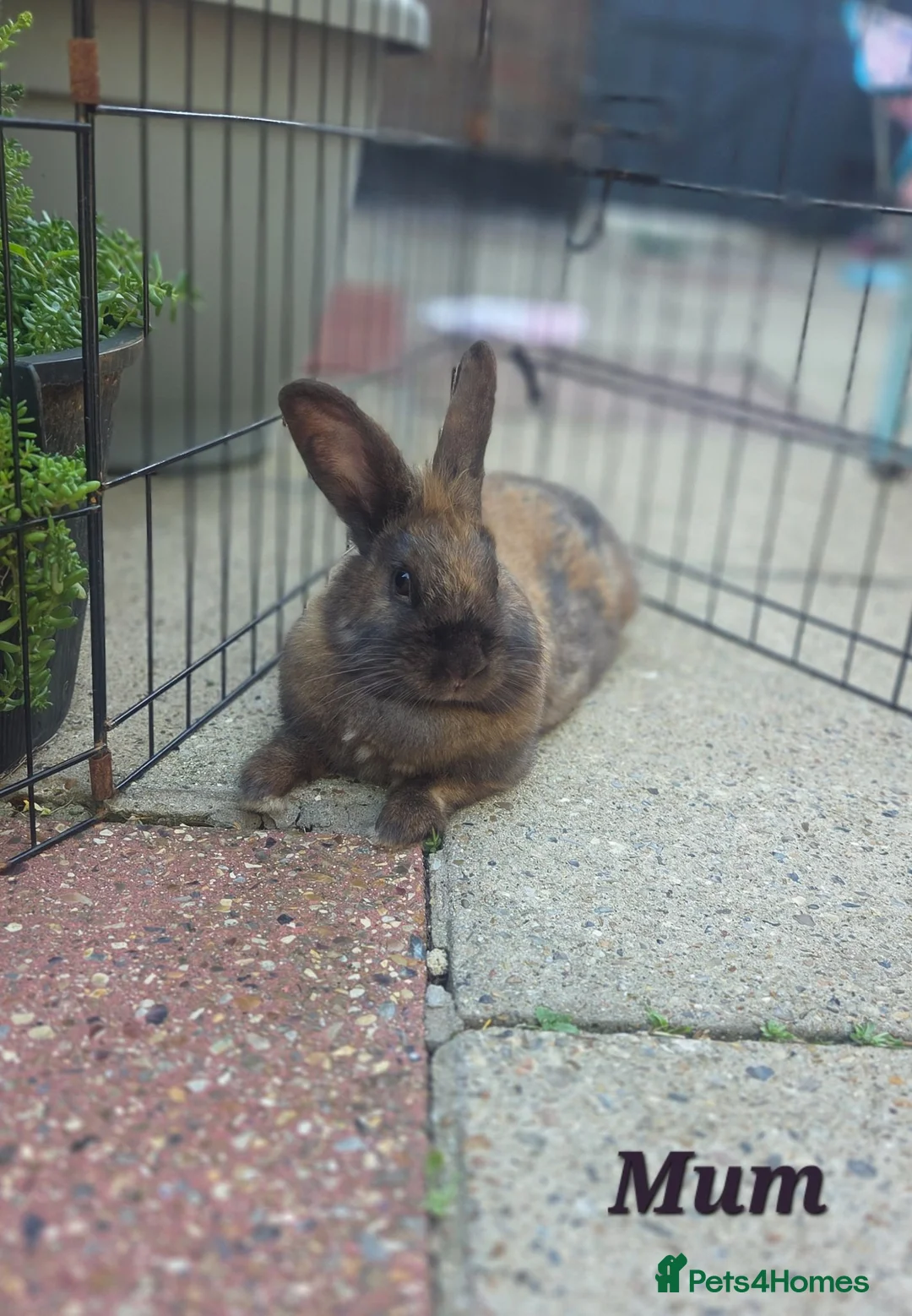 Mixed Breed rabbits for sale: 2 Boy Rabbits in Bungay - Advert 6