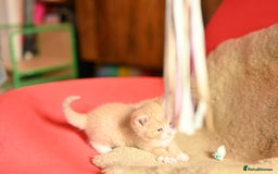 British Shorthair cats for sale: ⭐Rare Cream British Shorthair Boy ⭐  - Image 16