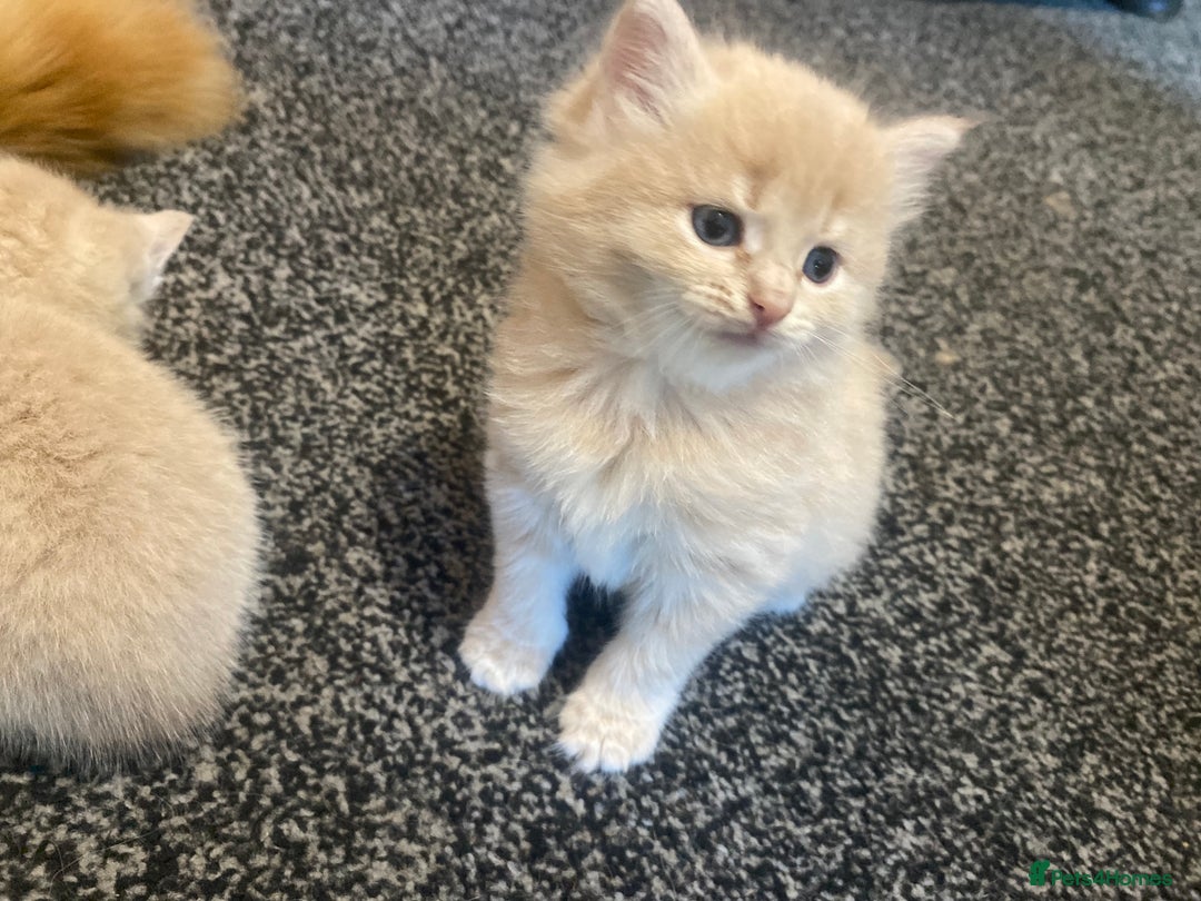 Mixed Breed cats for sale: 5 beautiful kittens  - Image 8