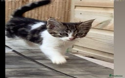 Maine Coon cats for sale: Maine coon kittens 3/4  - Image 6