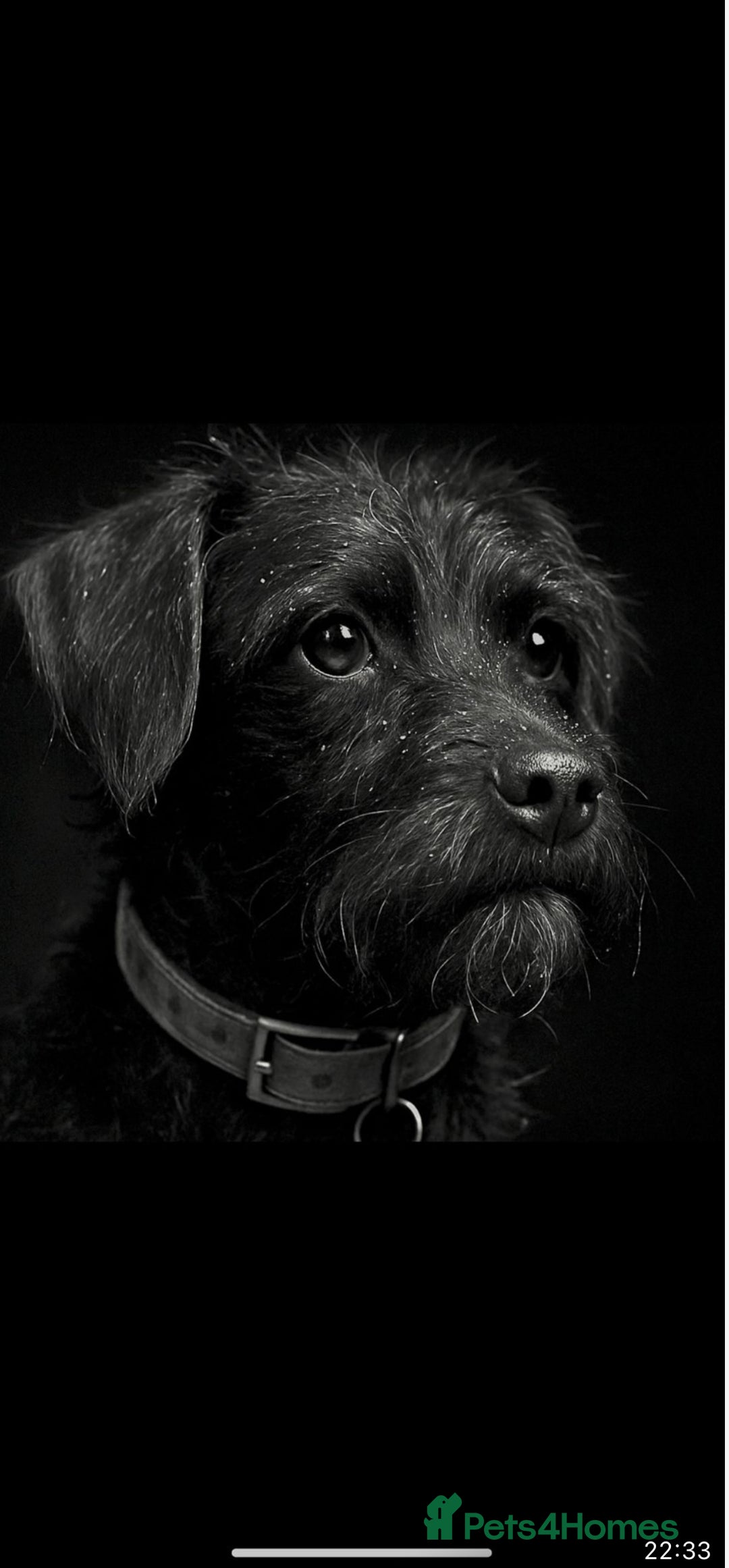 Patterjack dogs for sale: Three gorgeous puppies for sale  - Advert 1