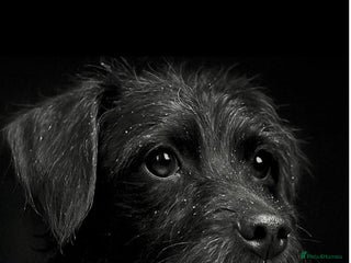 Patterjack dogs Three gorgeous puppies for sale - Advert 6