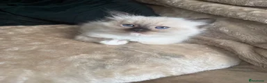 Mitted Boy 