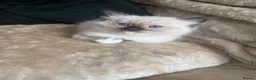 Ragdoll cats for sale:  ✨Ragdoll Kittens Champion bloodline ✨ in Birmingham - Advert 2