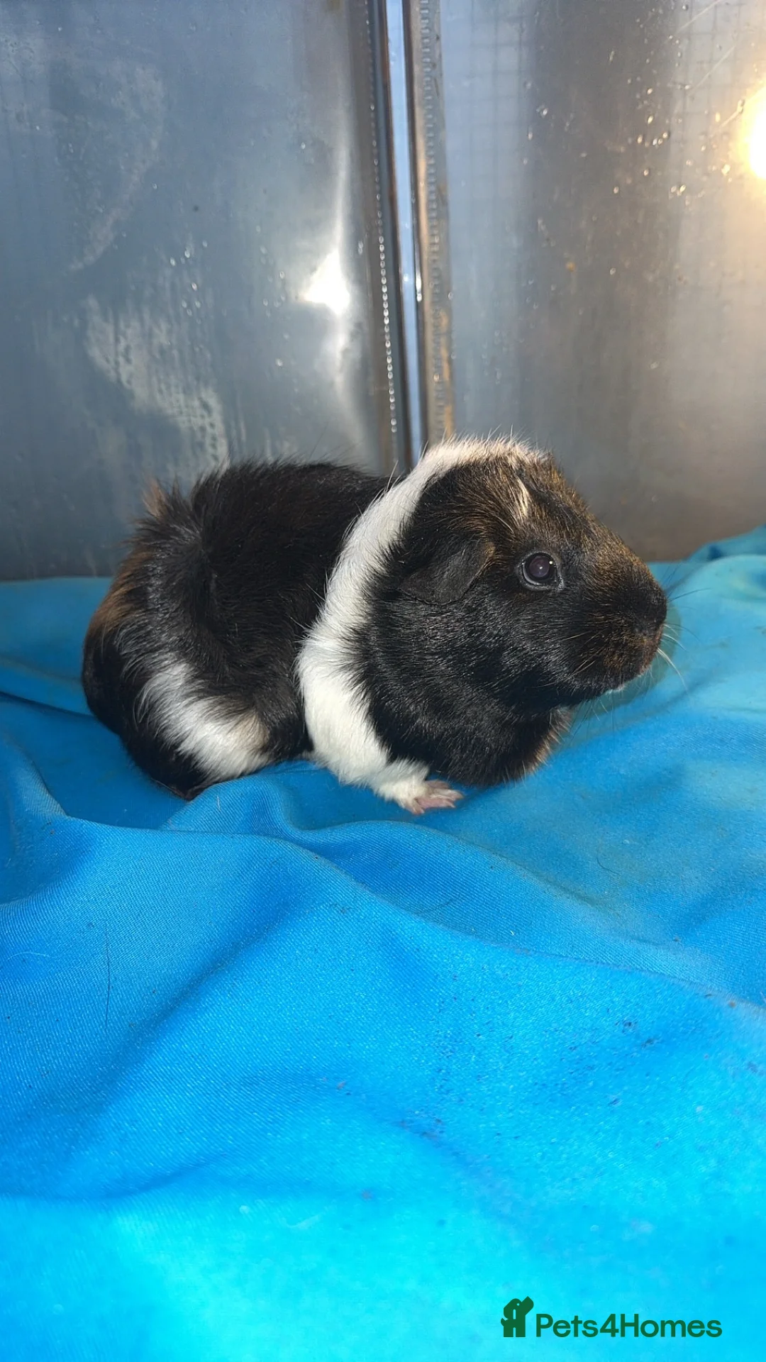 Guinea Pig rodents for sale: Guniea pigs  - Advert 2