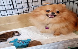 Pomeranian dogs for sale: Pomeranian puppies  - Image 8