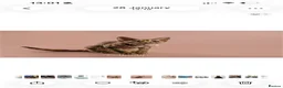 Devon Rex cats for sale: Enchantirex Devon Rex – 2026 Waiting List Now Open - Advert 24