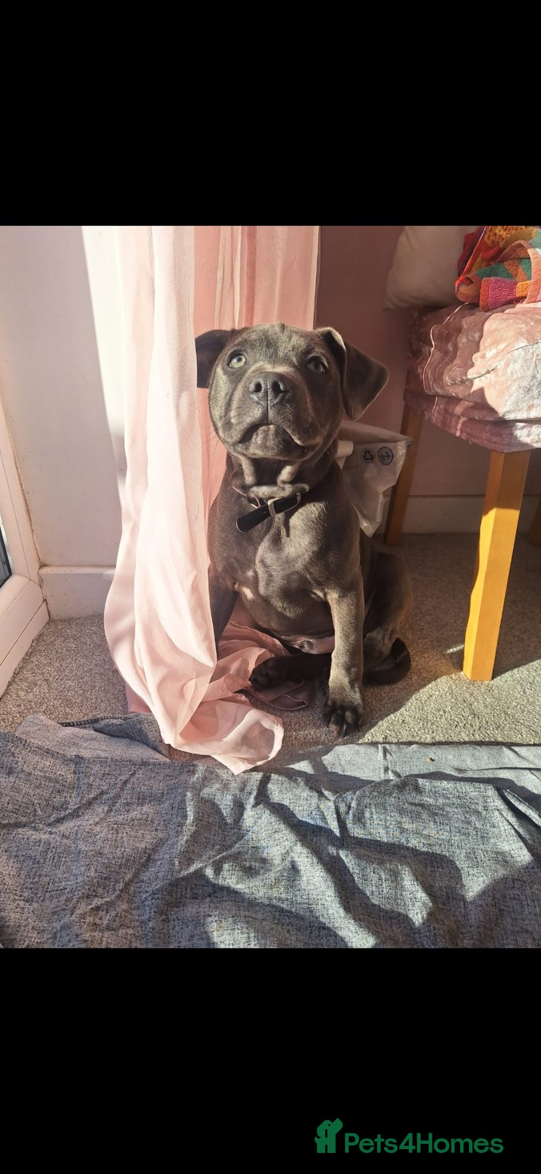 Staffordshire Bull Terrier dogs for stud: **FOR STUD** KC REGISTERED BLUE STAFF BULL TERRIOR - Advert 11