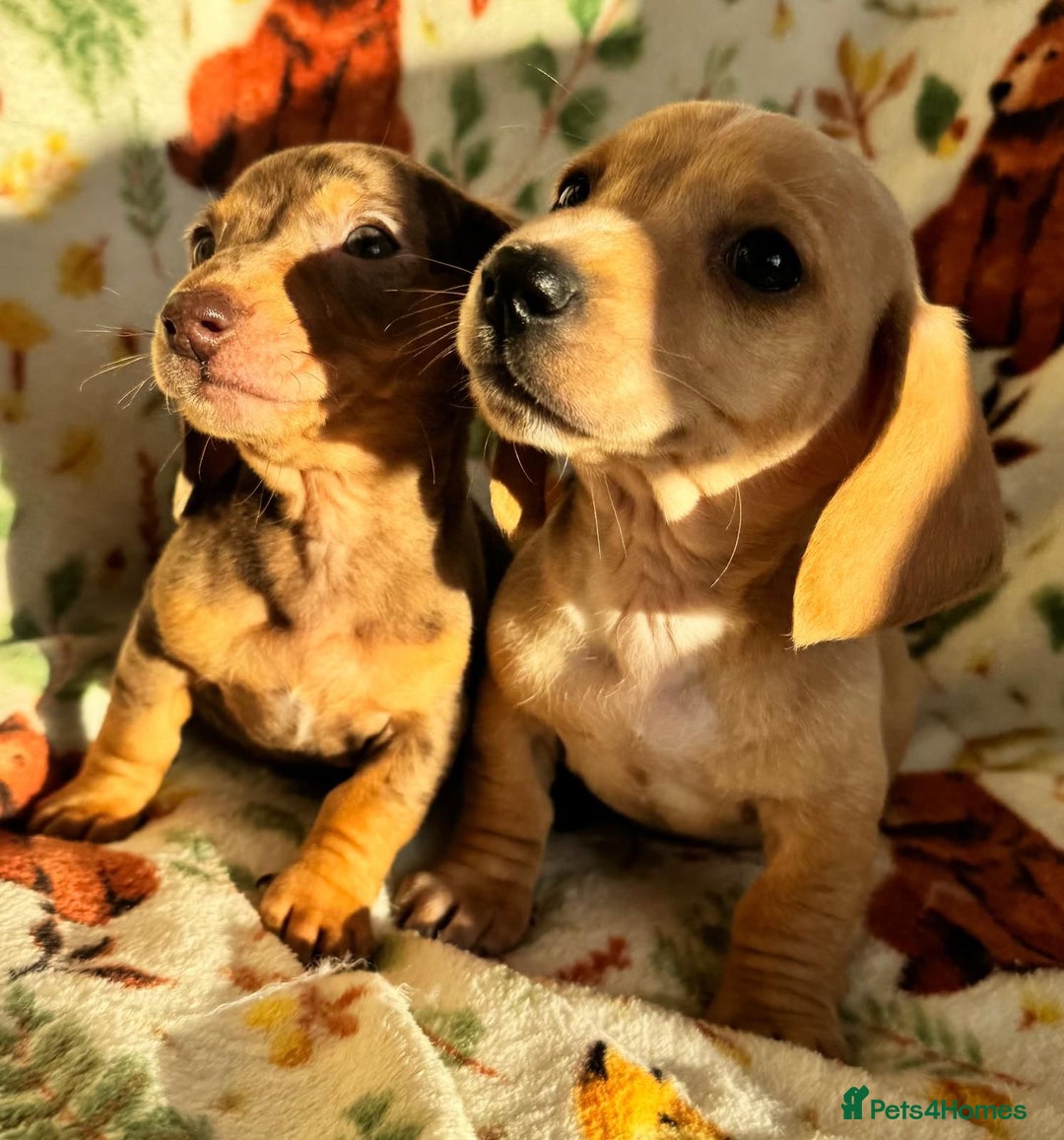 Miniature Dachshund dogs for sale: 3 beautiful mini dashs - Advert 1