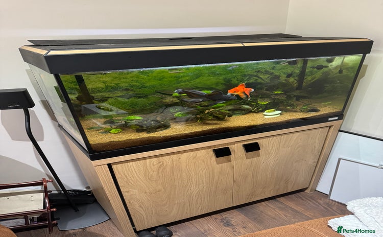 Goldfish fish - Advert 4