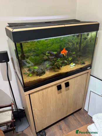 Goldfish fish - Advert 4
