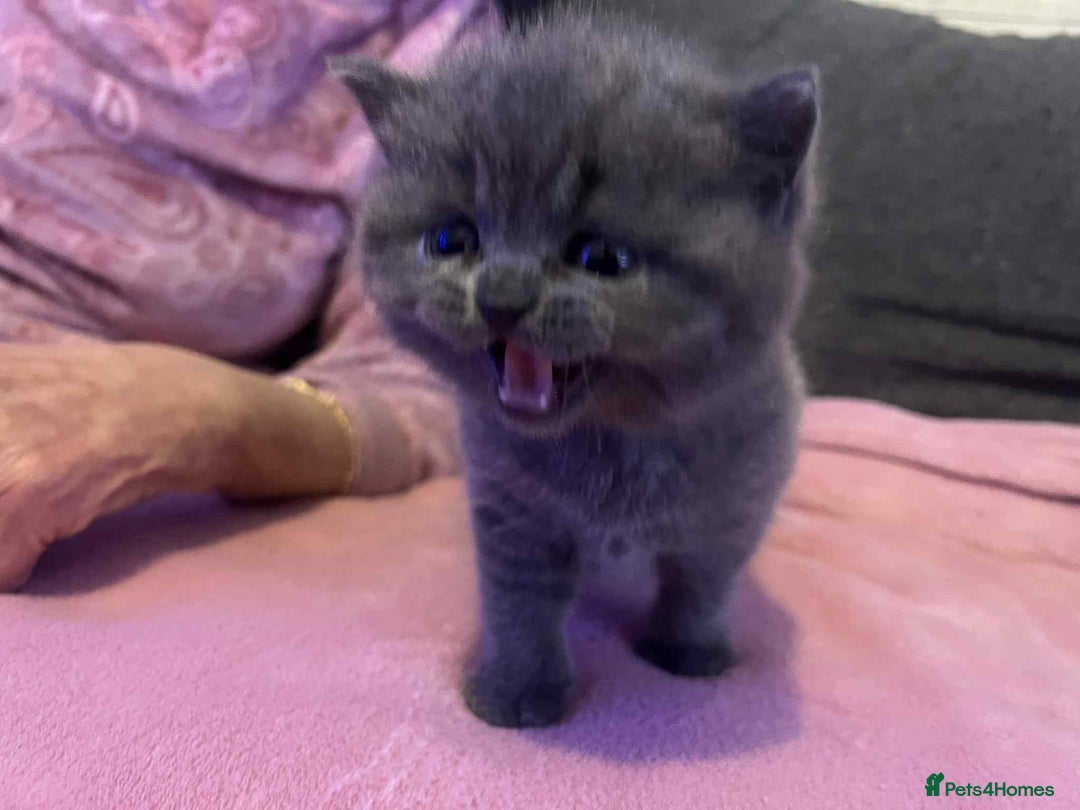 British Shorthair cats for sale: 3 Adorable BRITISH SHORTHAIR!!!!  - Advert 15