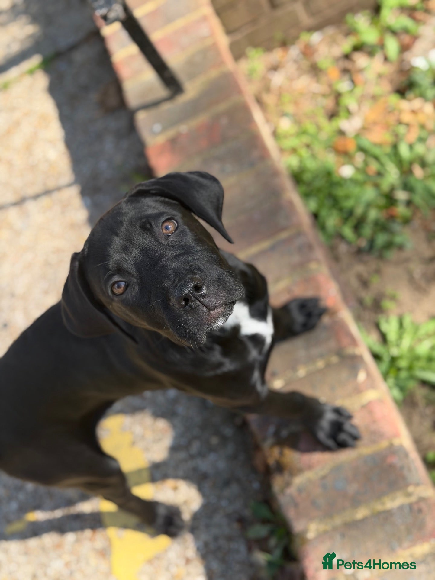 Bandog dogs Bandog - Ava  - Advert 1