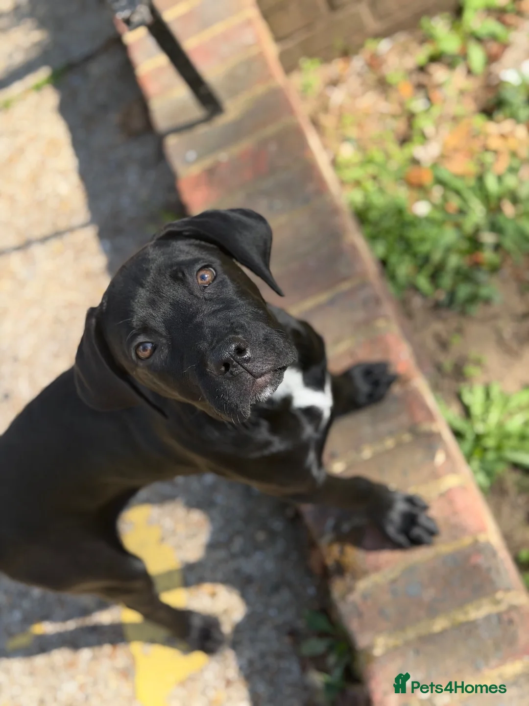 Bandog dogs for sale: Bandog - Ava  - Advert 1