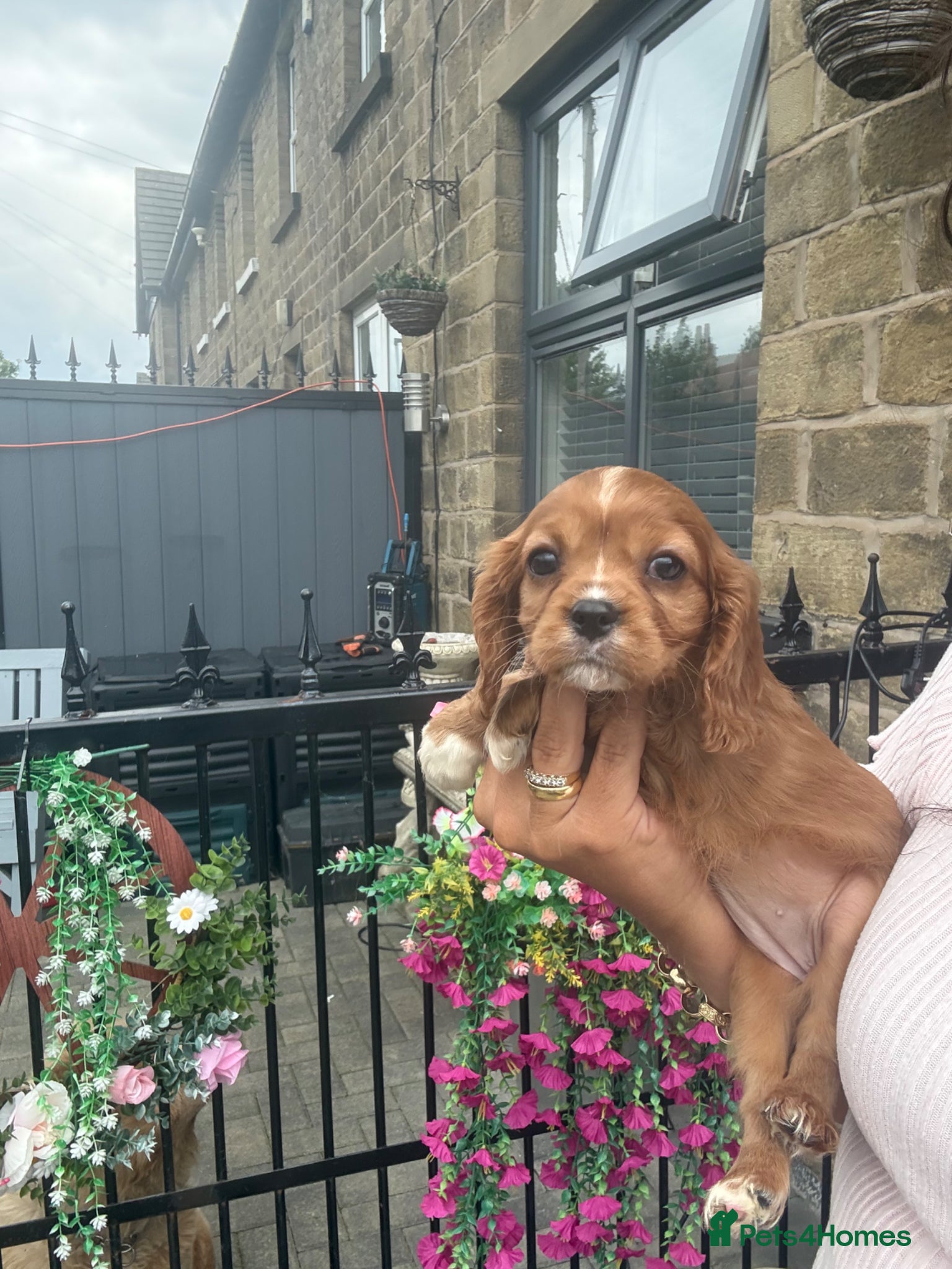 Cavalier King Charles Spaniel dogs Kc cavalier puppies dna clear  - Advert 2