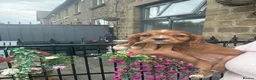 Cavalier King Charles Spaniel dogs for sale: Royal kennel club cavalier puppies dna clear - Advert 22