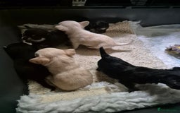 Chihuahua dogs for sale: Chihuahua puppies  - Image 16