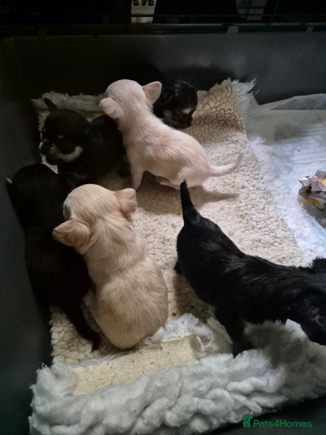 Chihuahua dogs for sale: Chihuahua puppies  - Image 16