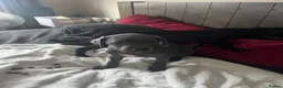Mixed Breed dogs for sale: Weimaramer/cane corso pups in Shotts - Advert 19