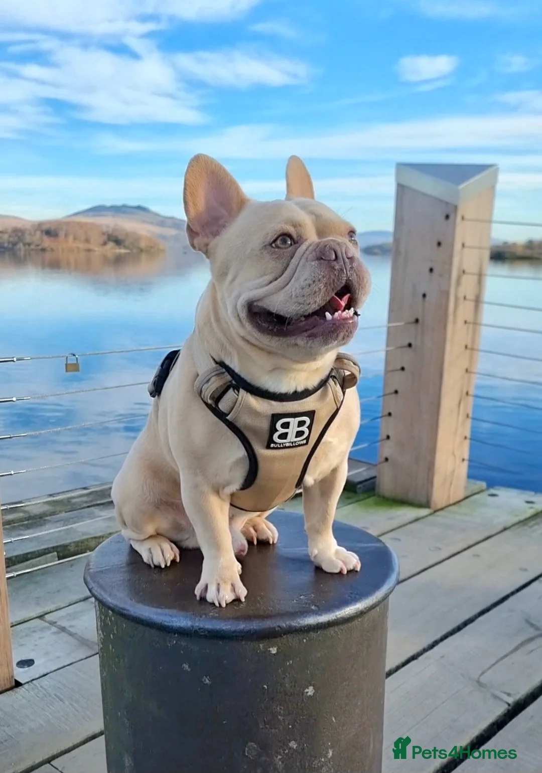 French Bulldog dogs for stud: 🔥 PLATINUM LILAC & TAN FLUFFY - WELL PROVEN- KC   in Blackpool - Advert 4
