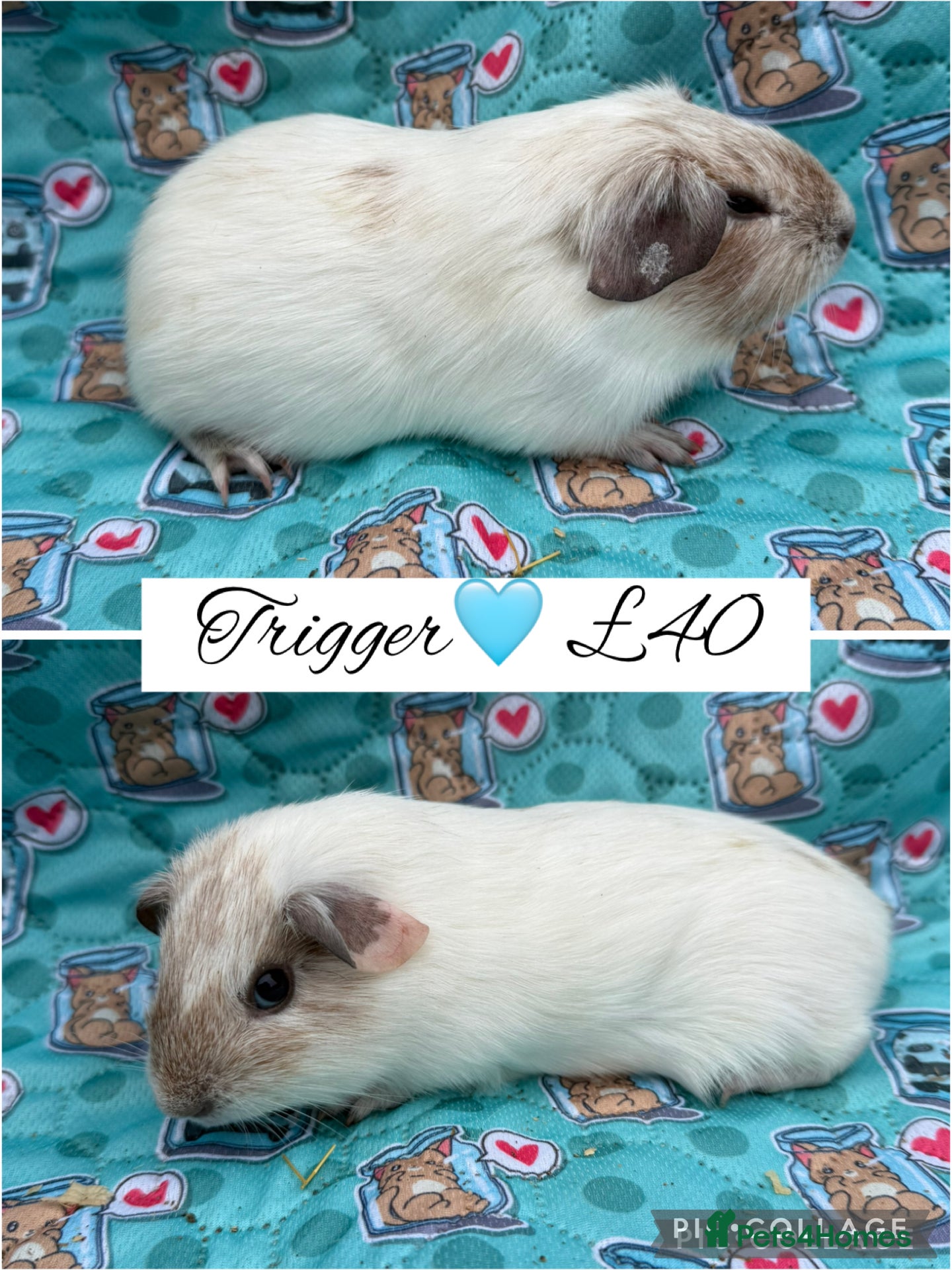 Guinea Pig rodents Male/Female guinea pigs  - Advert 3