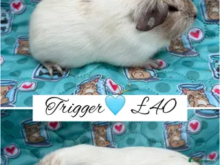 Guinea Pig rodents Male/Female guinea pigs - Advert 5