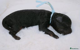 Cavapoo dogs for sale: Extensively health tested F1b curly Cavapoos  - Image 22