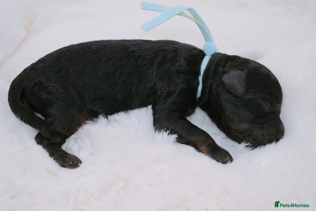 Cavapoo dogs for sale: Extensively health tested F1b curly Cavapoos  - Image 22