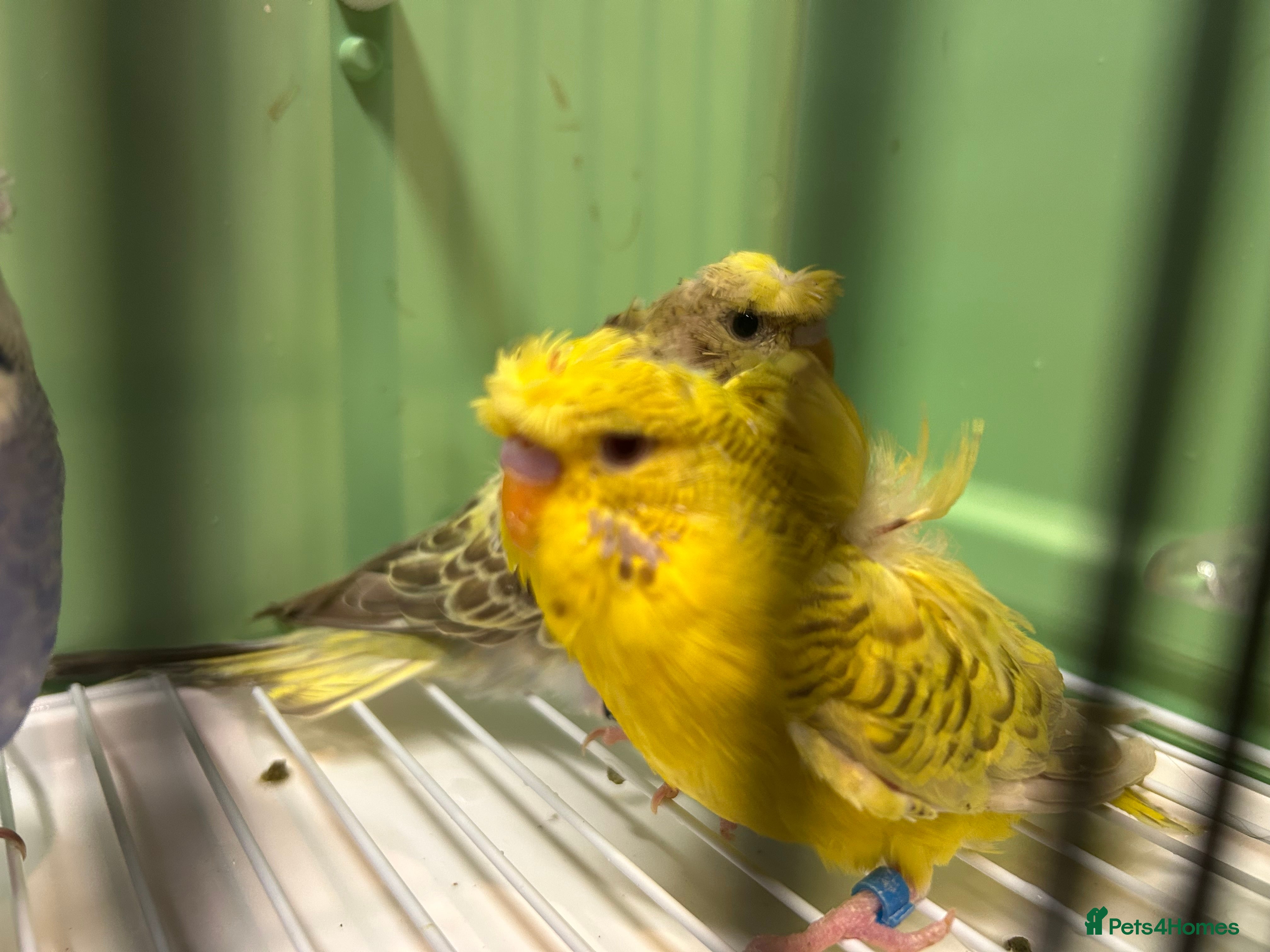 Budgerigars birds Helicopter/Hagoromo budgies for sale, good health - Advert 12