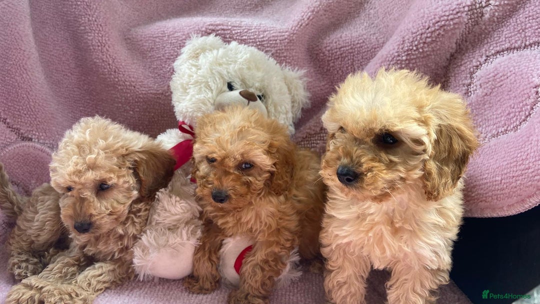 Cockapoo dogs for sale: Cockapoo puppies - Image 9