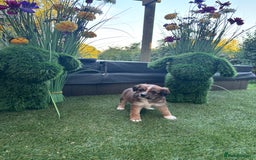 Mixed Breed dogs for sale:  Cockerainan   - Image 3