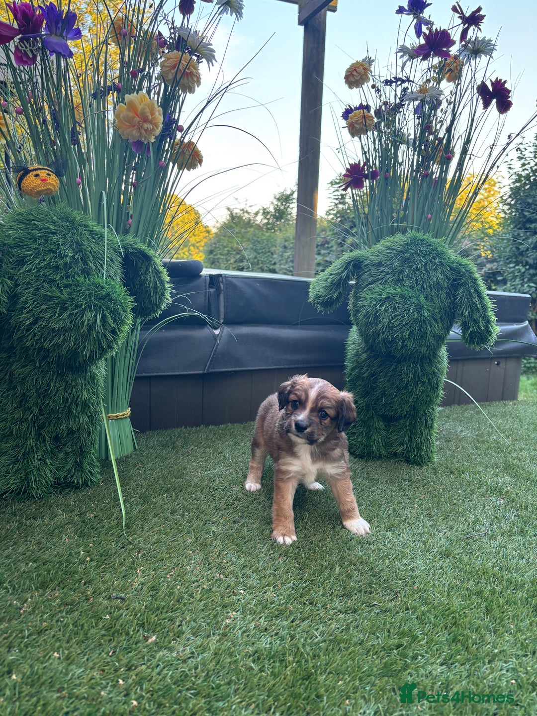 Mixed Breed dogs for sale:  Cockerainan   - Image 3