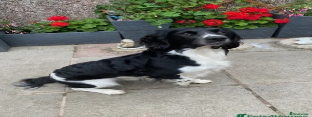 Kc Reinfen Rocky