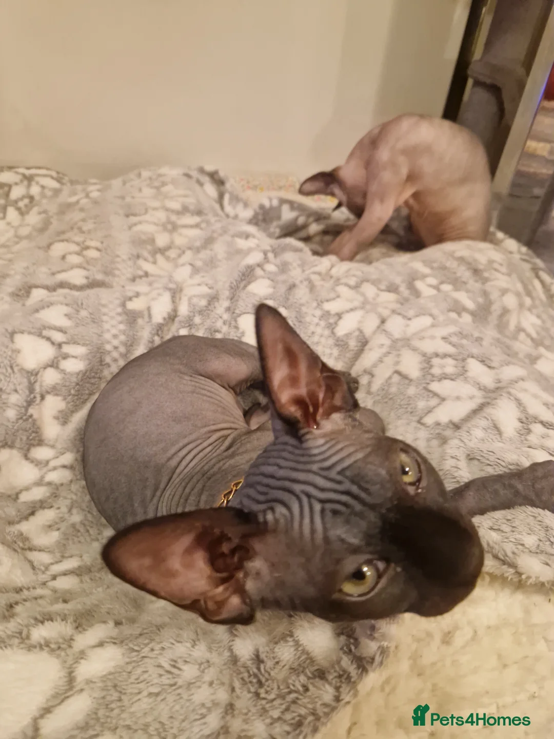 Sphynx cats for sale: Canadian Sphynx kittens - Advert 8