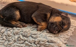 German Shepherd dogs for sale: KC Pups From Health Tested Champion Bloodlines  - Image 16