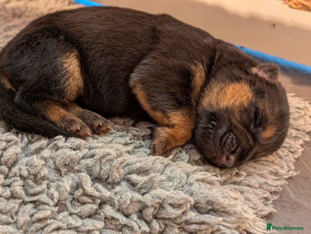 German Shepherd dogs for sale: KC Pups From Health Tested Champion Bloodlines  - Image 16