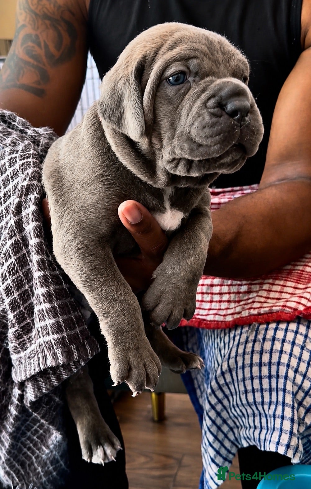 Cane Corso dogs Final 3 girls -health tested parents. - Advert 1