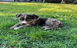 Mixed Breed dogs for sale: Lurcher x lab pups READY NOW!! - Image 2