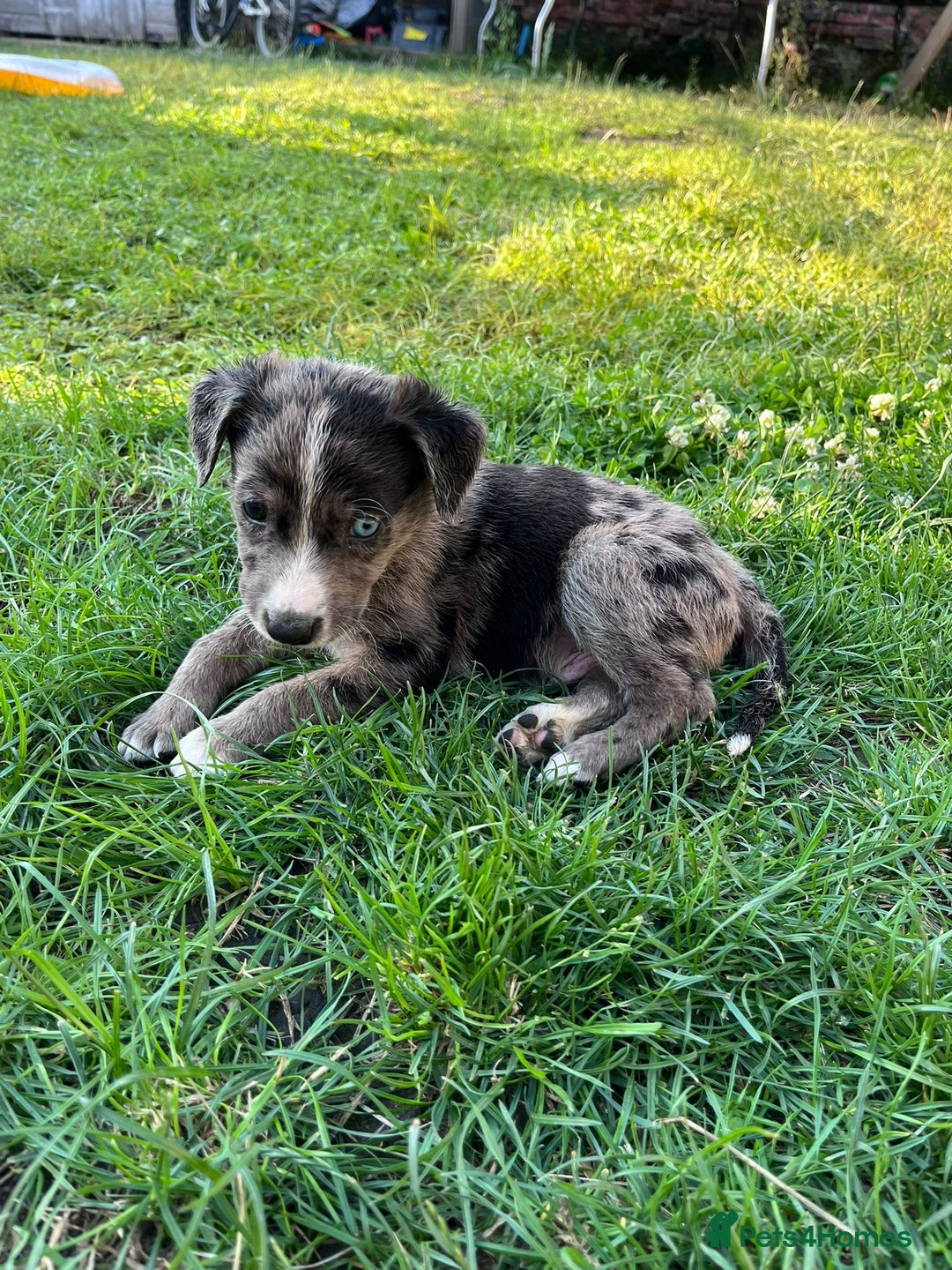 Mixed Breed dogs for sale: Lurcher x lab pups READY NOW!! - Image 2