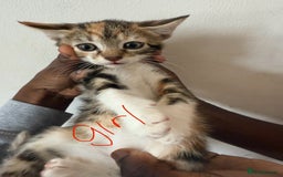 British Shorthair cats for sale: 6 ADORABLE BRITISH SHORTHAIR KITTENS - Image 6