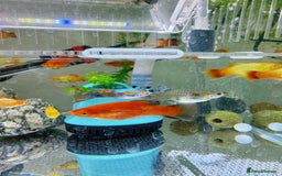 Platies fish for sale: Small platys and Guppys for sale £1 each-Fish only in Bromley - Image 18