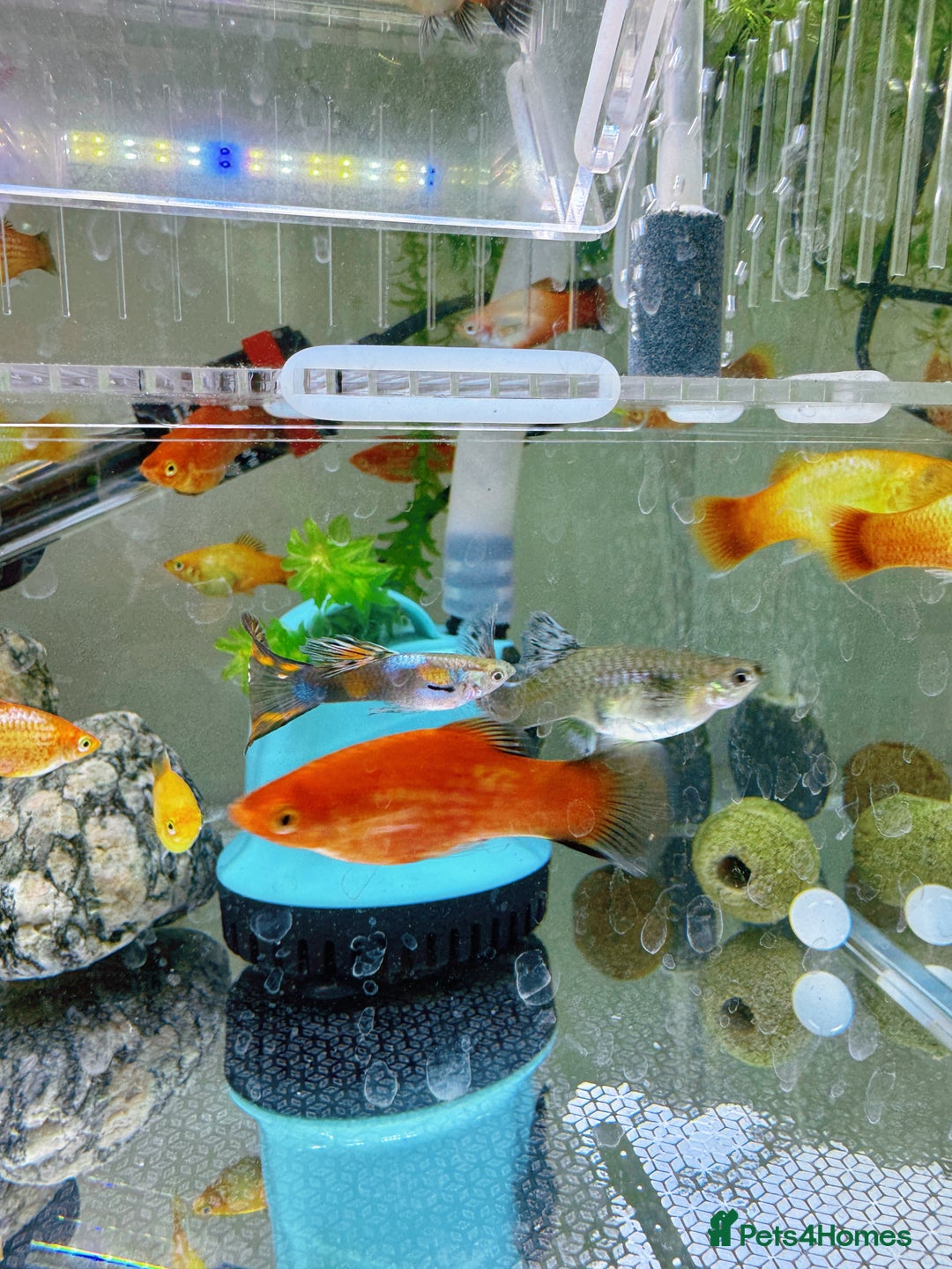 Platies fish for sale: Small platys and Guppys for sale £1 each-Fish only in Bromley - Image 18